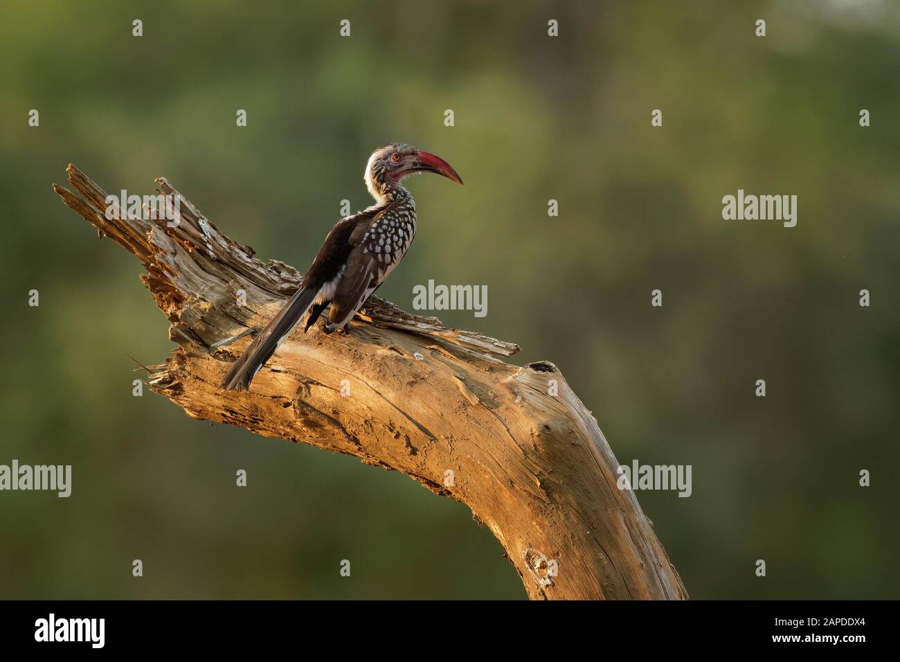 Rosso del sud-fatturati Hornbill - Tockus erythrorhynchus rufirostris famiglia Bucerotidae, che è nativo per le savane e essiccatore bushlands del sud Foto Stock