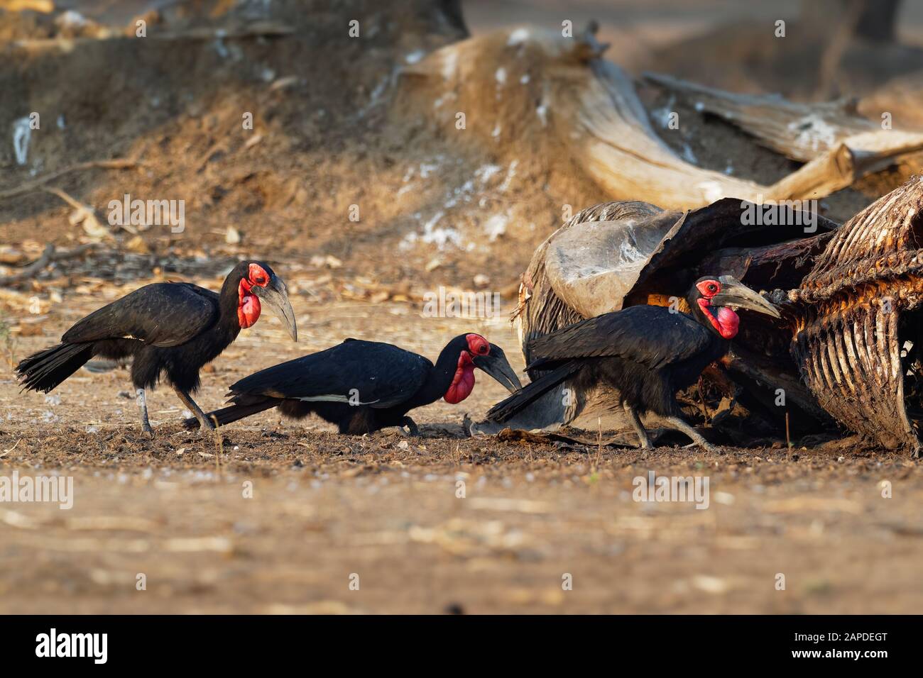 Ground-Hornbill meridionale - Bucorvus leadbeateri accanto all'elefante carrion, precedentemente Bucorvus cafer, hornbill più grande in tutto il mondo, trovati in southe Foto Stock