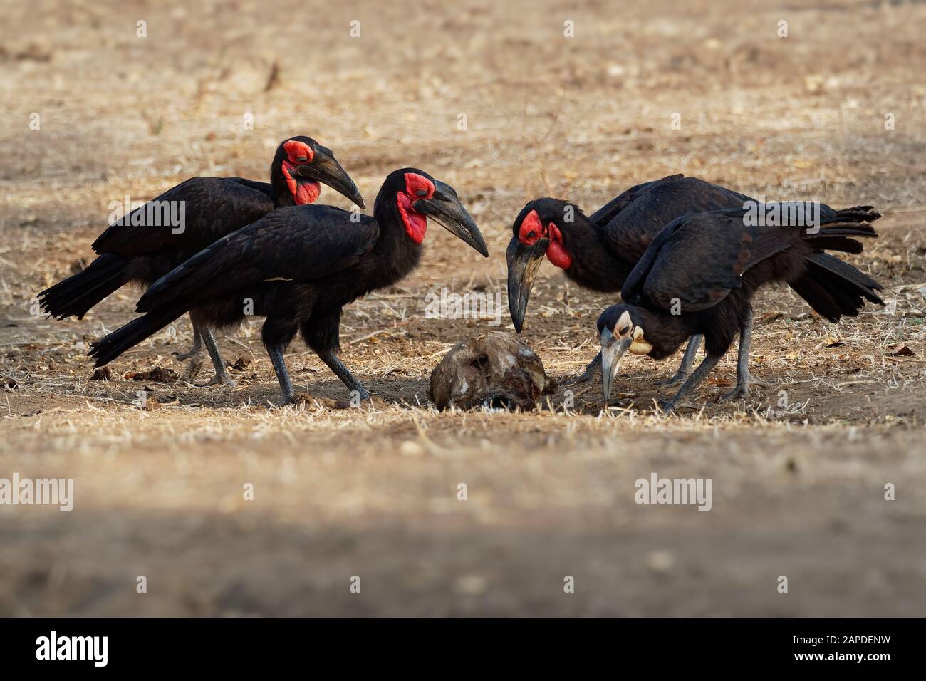 Ground-Hornbill meridionale - Bucorvus leadbeateri accanto all'elefante carrion, precedentemente Bucorvus cafer, hornbill più grande in tutto il mondo, trovati in southe Foto Stock