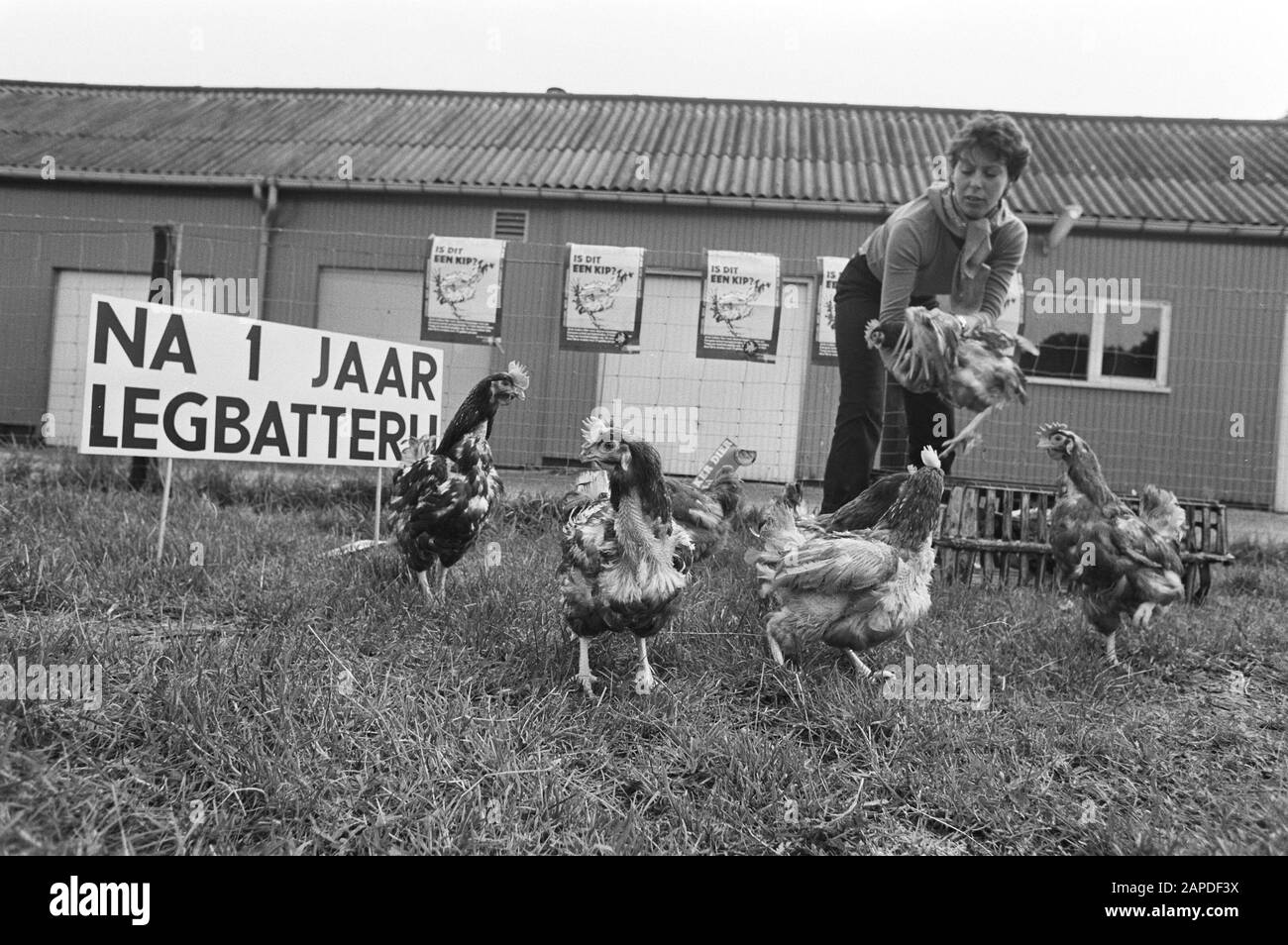 Action Lekker Animal rilascia polli da gabbie durante un giorno aperto dell'Institute for Poultry Research Het Spelderholt in Beekbergen Descrizione: Activevoerder libera polli. Nel banner di sfondo con il testo Dopo 1 anno di batteria Data: 19 settembre 1981 luogo: Beekbergen, Gelderland Parole Chiave: Azioni, polli, batterie, banner Foto Stock