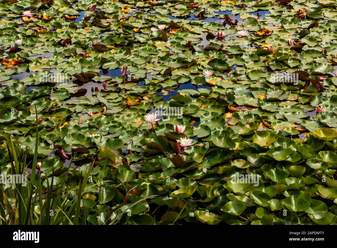 Lily pads galleggia in un laghetto nella regione vinicola della Yarra Valley, Victoria, Australia. Foto Stock