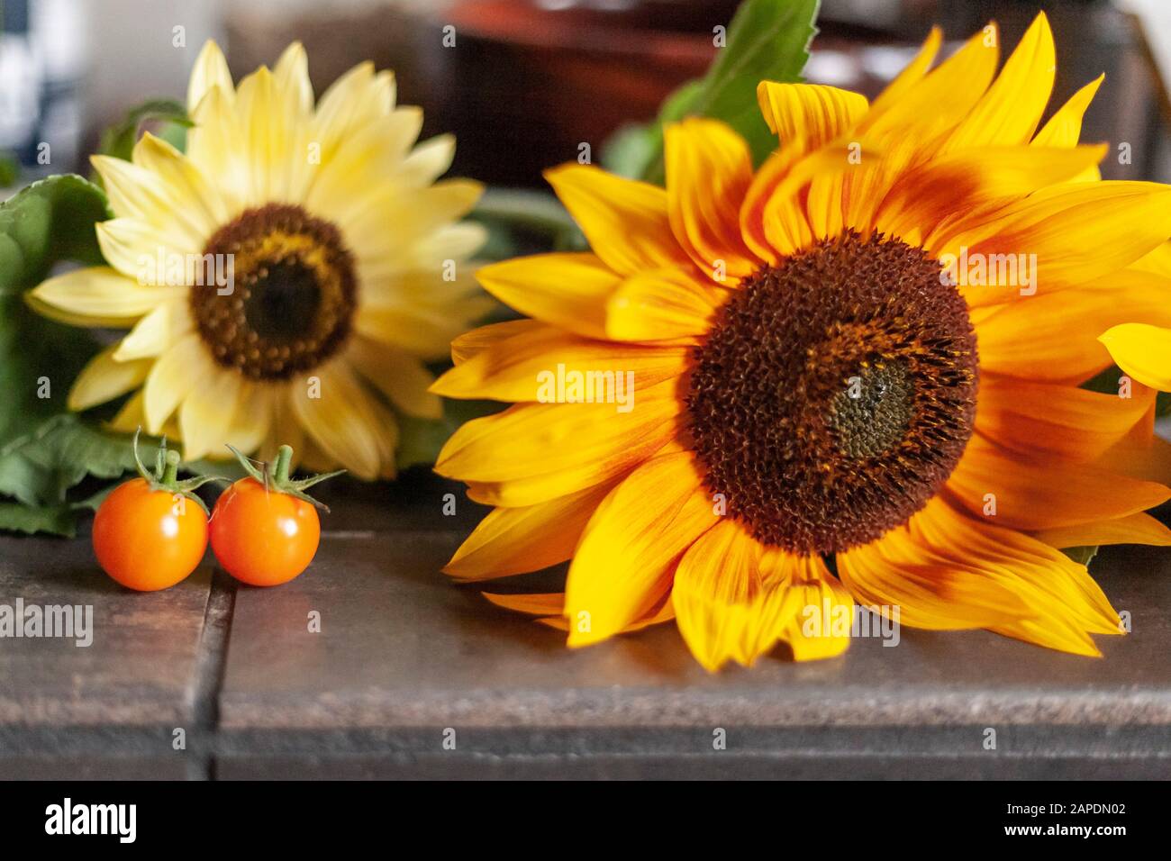 Due girasoli (Helianthus) si siedono sul bancone della cucina con due pomodori ibridi Sungold. Un fiore è giallo pallido e l'altro è giallo scuro. Foto Stock