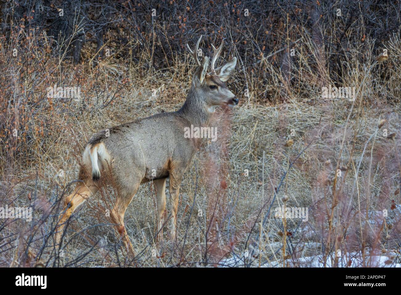 Mulattiere buck cervo (Odocoileus hemionus) sta attento ad ascoltare una potenziale minaccia, Castle Rock Colorado USA. Foto Scattata A Dicembre. Foto Stock