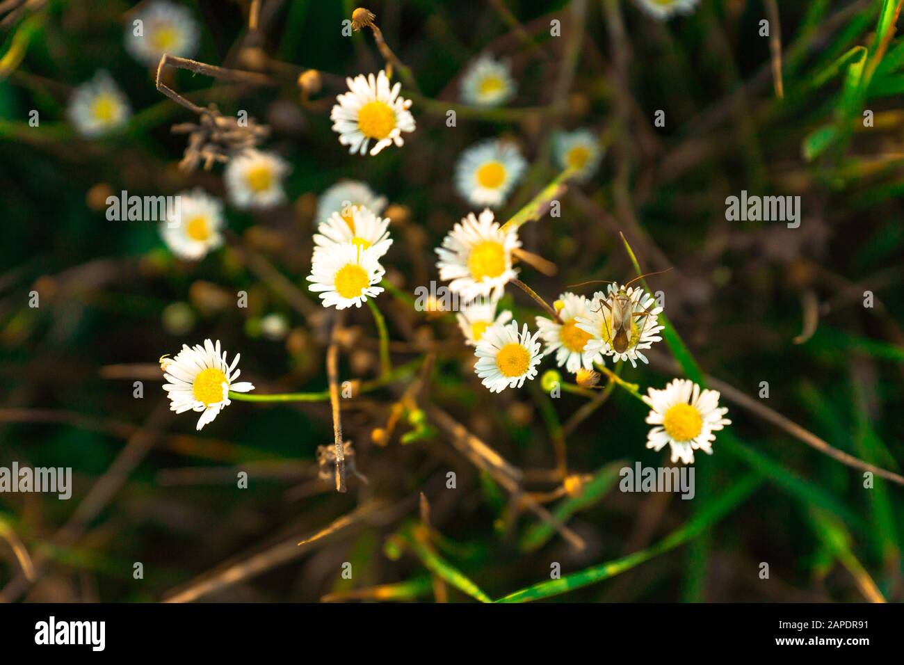 Sfondo naturale con il Beetle Blister su un margherita fiore Foto Stock