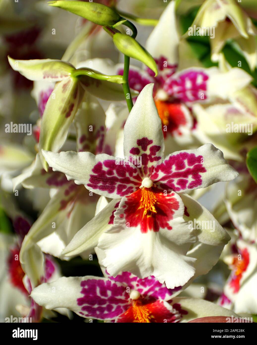 Bella bianco e rosso Schunkeara Big Shot 'Hilo Sparkle' orchidea fiore Foto Stock