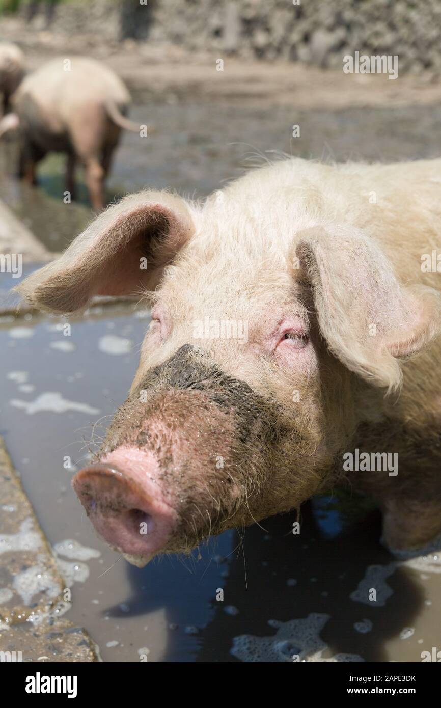 Maiali scavando il campo fangoso dal suo naso. Foto Stock