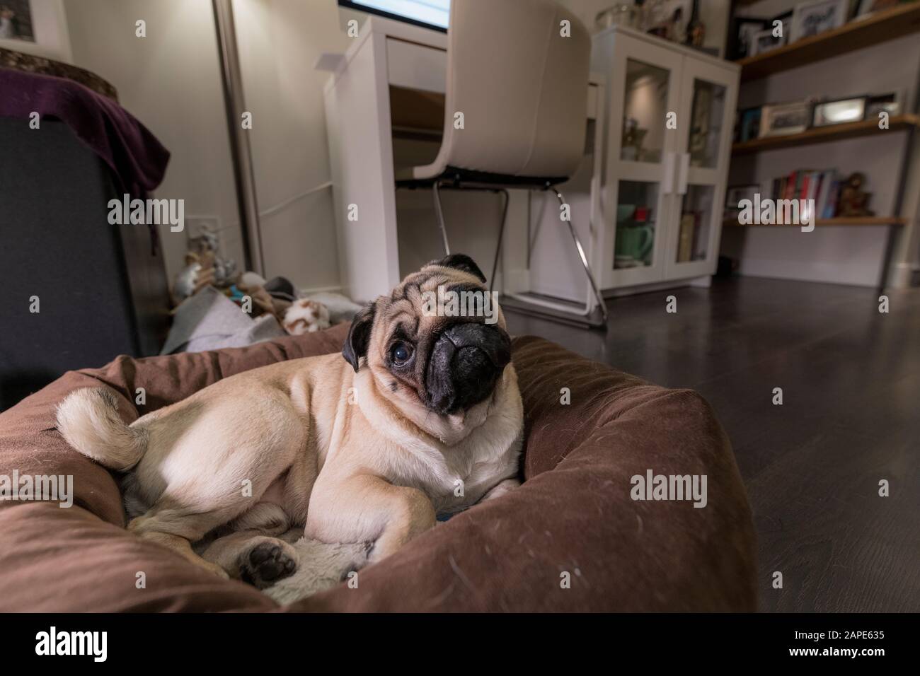 Testa basculante cute Pug con posa in letto marrone sul piano soggiorno. Foto Stock
