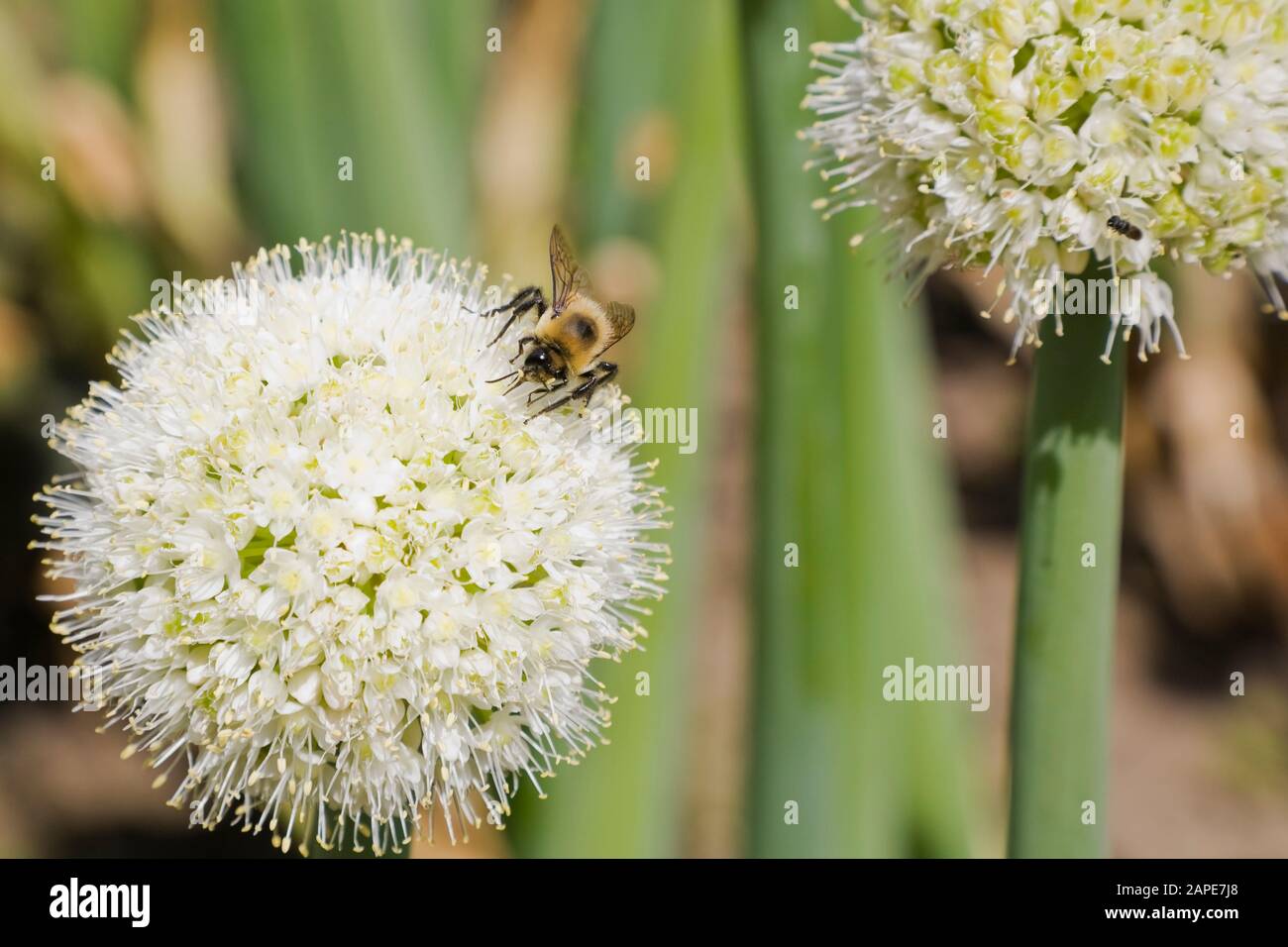 Primo piano di Bumbus - Bumblebee foraggio per nettare su a. Bianco Allium 'Grande' - Ornamental aglio fiore in estate Foto Stock