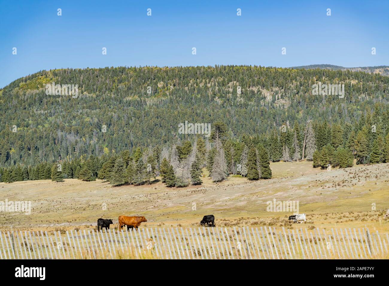 Vista mattutina della splendida zona Della Caldera di Valles nel New Mexico Foto Stock