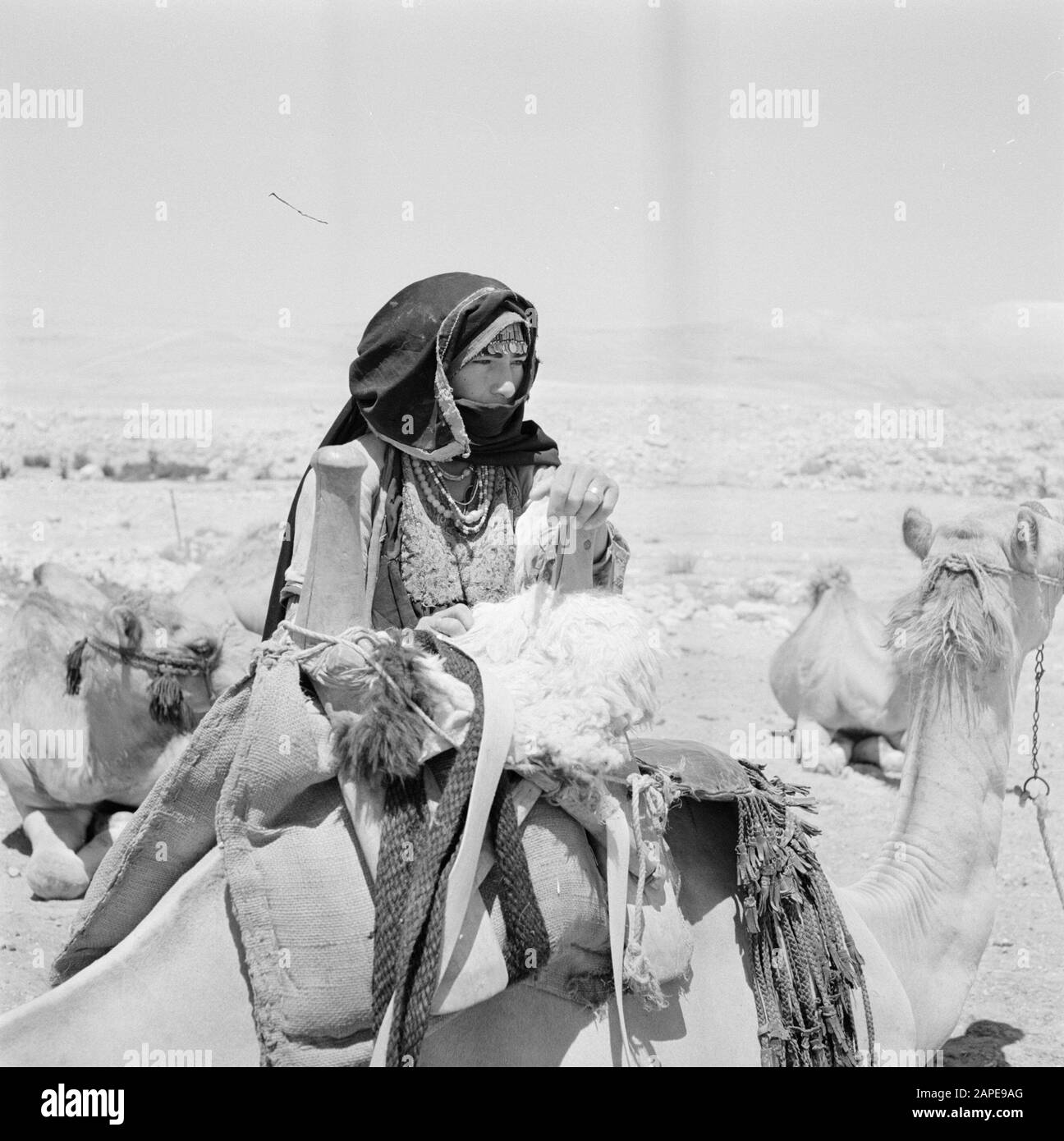 Israele 1960-1965: Deserto di Negev, beduino Descrizione: Donna beduina in mezzo alla mandria di dromedaries Data: 1 gennaio 1960 Località: Israele, Negev Parole Chiave: Beduini, dromedari, vesti, donne, deserti, selle Foto Stock