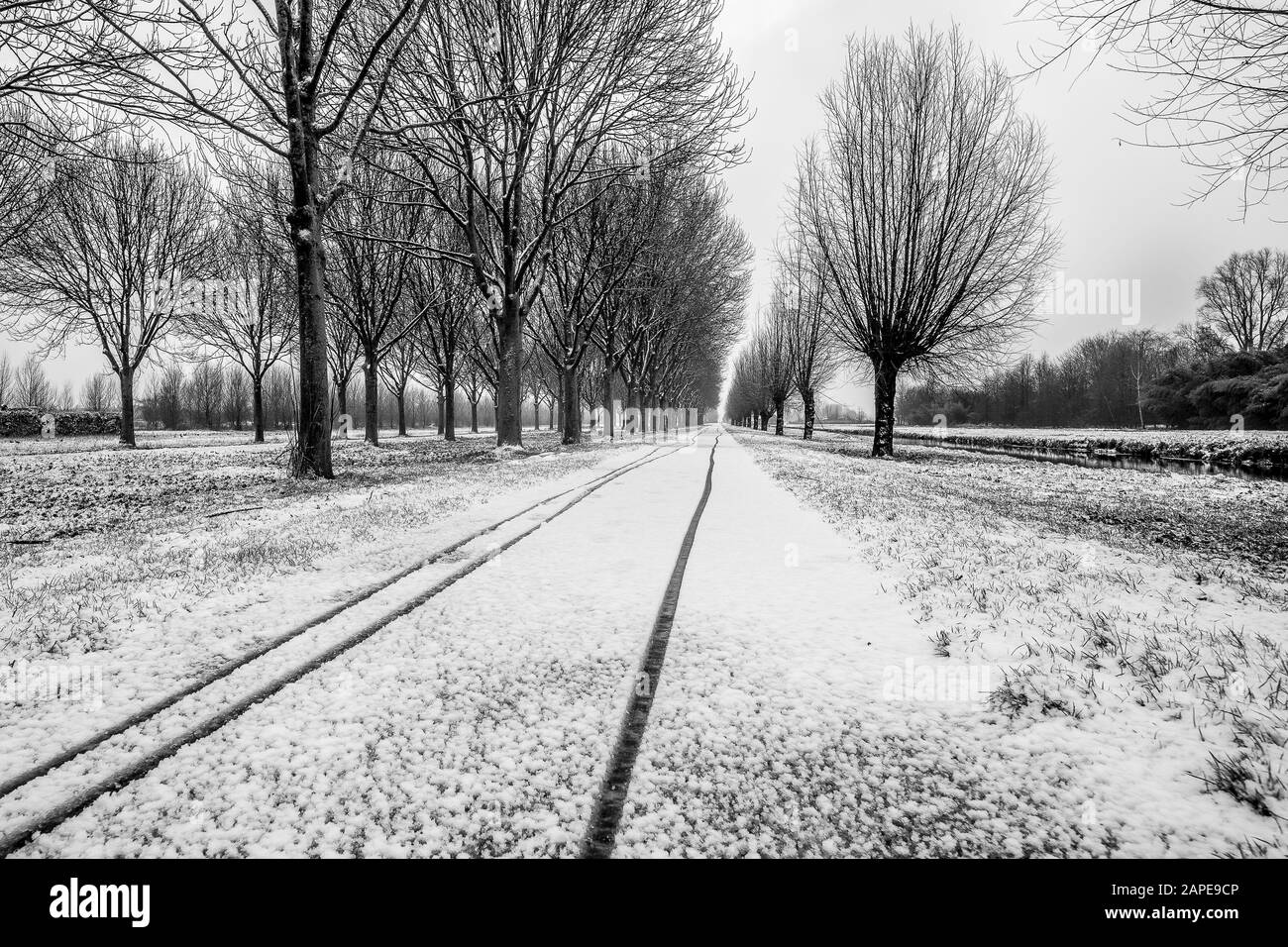 Immagine in scala di grigi di pathway nel mezzo di alberi senza foglie coperto di neve in inverno Foto Stock