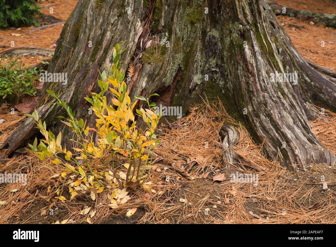 Arbusto perenne che cresce di fronte al grande decadimento Pinus resinosa - tronco di pino coperto di Bryophyta verde - Moss, radici esposte, aghi di pino Foto Stock