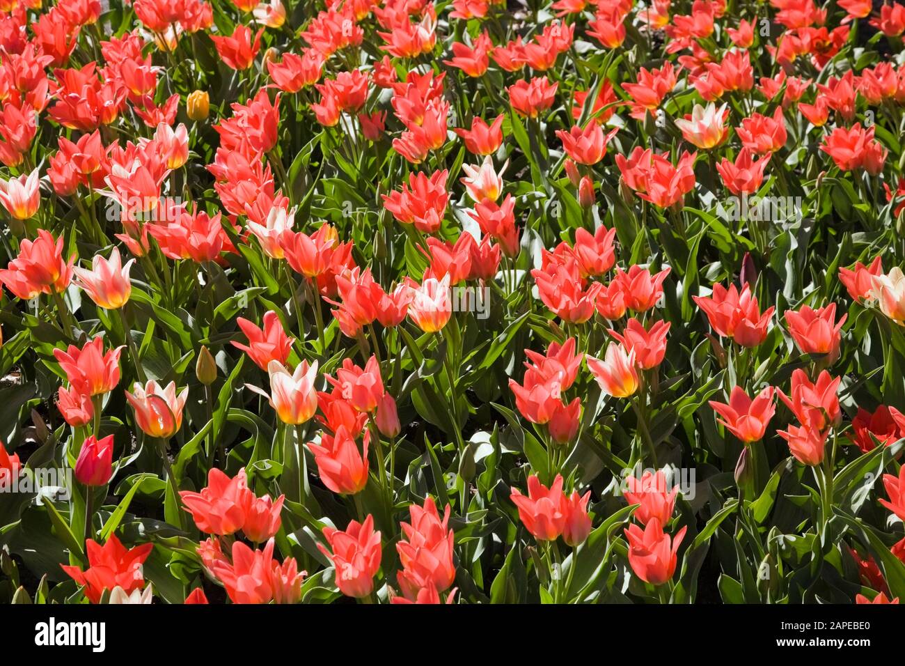Letto di Tulipa rosso a forma di calice - fiori di tulipano in primavera Foto Stock