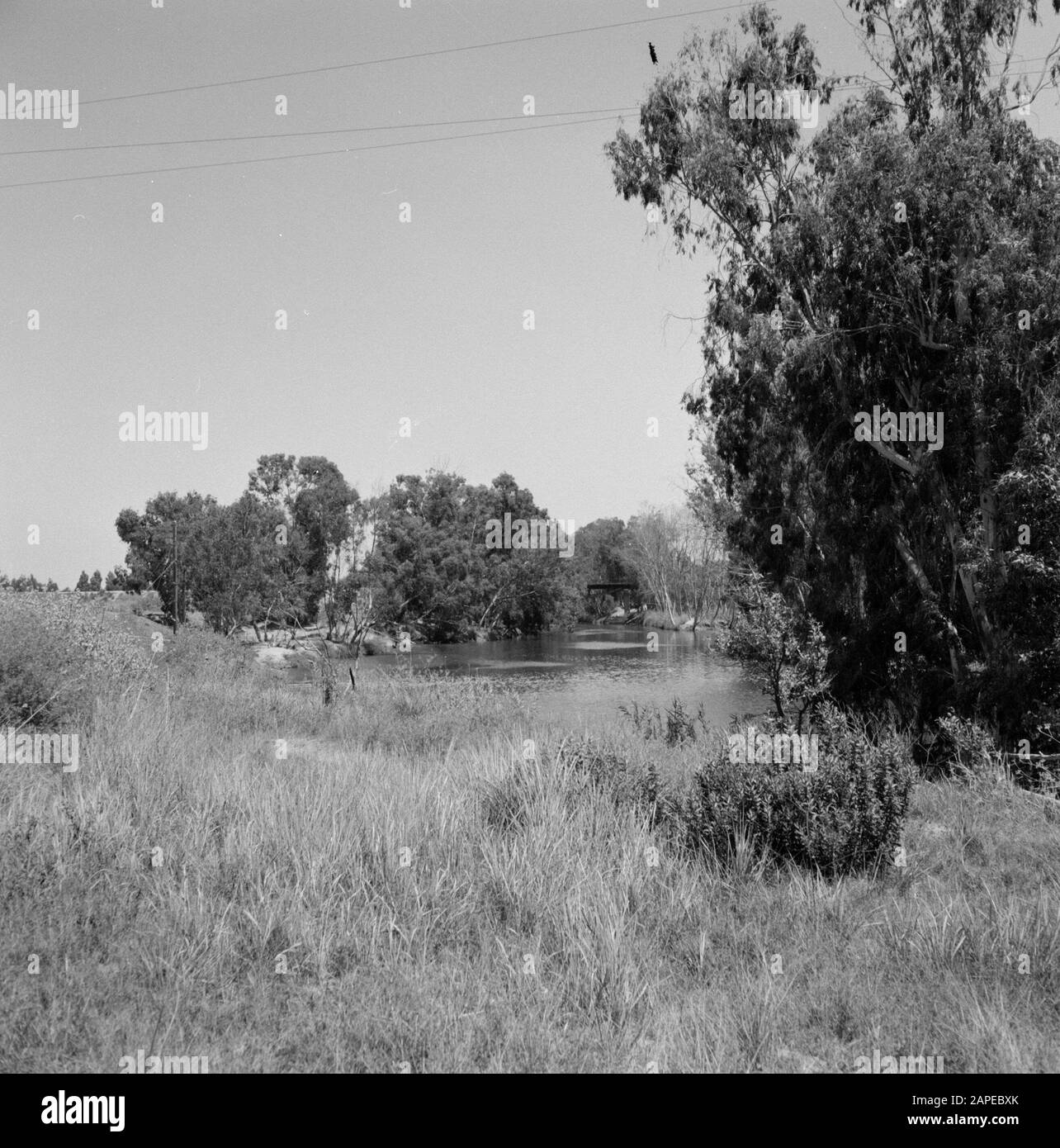 Grandi banche del fiume Yarkon Data: 1 gennaio 1960 Ubicazione: Israele, Tel Aviv, Yarkon Parole Chiave: Alberi, banche, fiumi Foto Stock