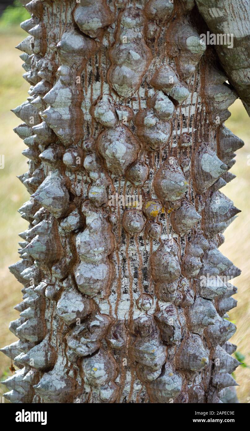 Primo piano di un albero di Ceiba con spine, sacro al popolo Maya. Yucatan, Messico. Foto Stock