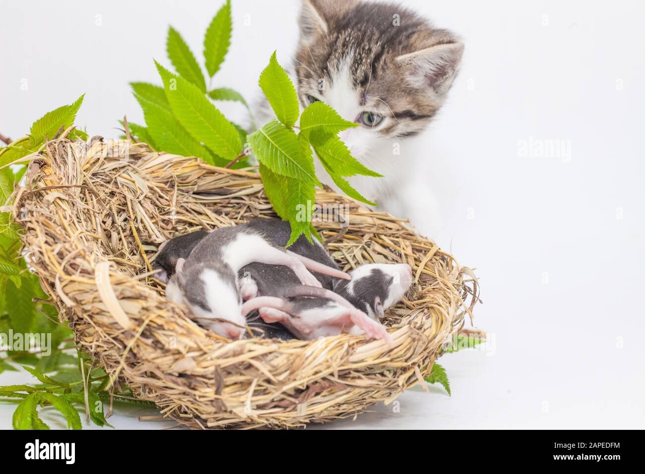 Ratti e un gatto. Nido vagante su sfondo bianco. Il gatto ha trovato un mouse dietro un ramo verde. Simbolo del 2020. Calendario cinese. Oroscopo asiatico Foto Stock