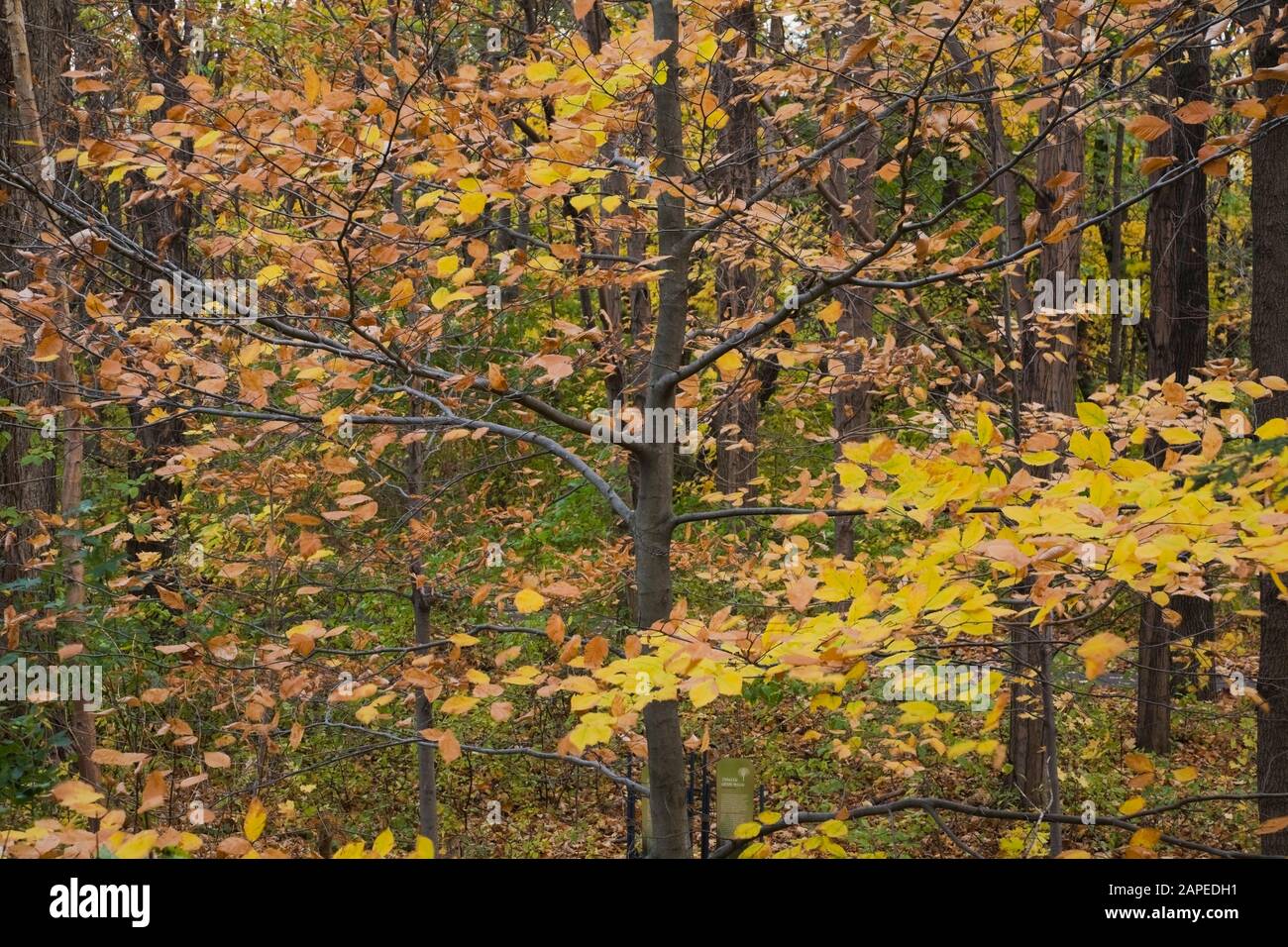 Rami di albero decidui con foglie gialle e marroni in autunno Foto Stock