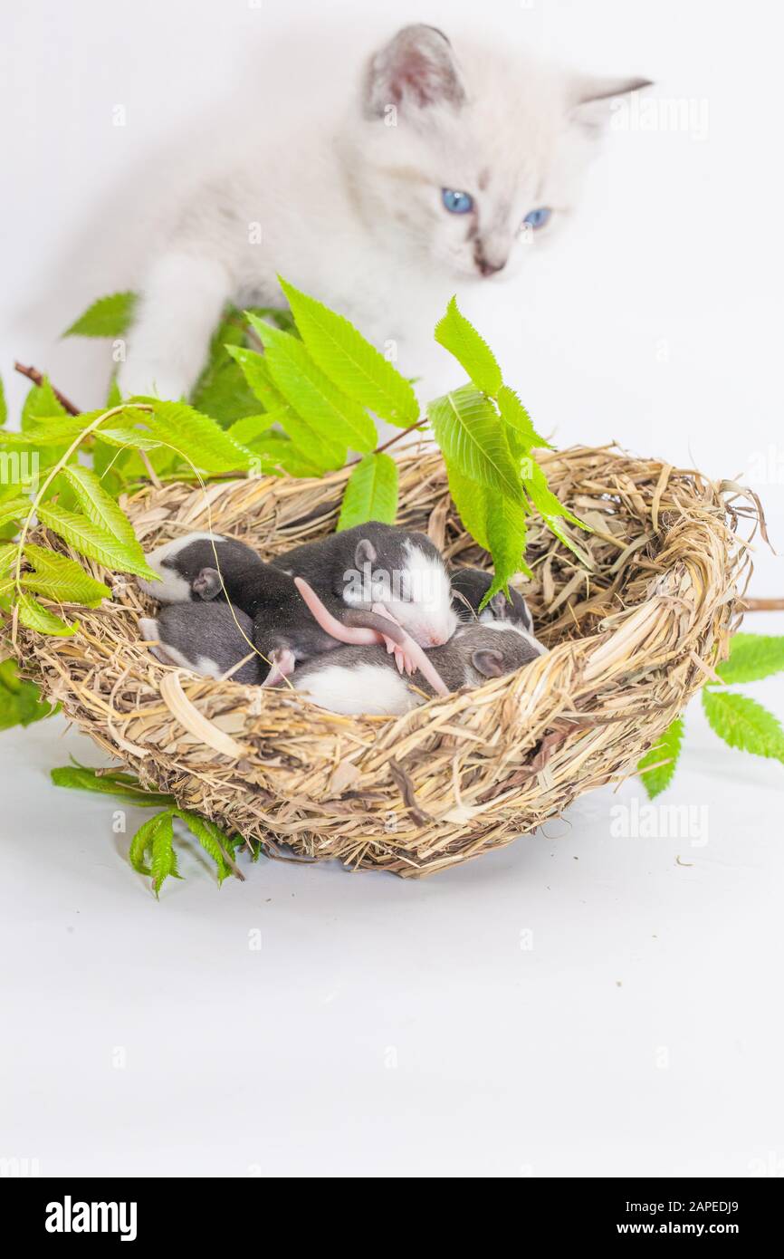 Ratti e un gatto. Nido vagante su sfondo bianco. Il gatto ha trovato un mouse dietro un ramo verde. Simbolo del 2020. Calendario cinese. Oroscopo asiatico Foto Stock