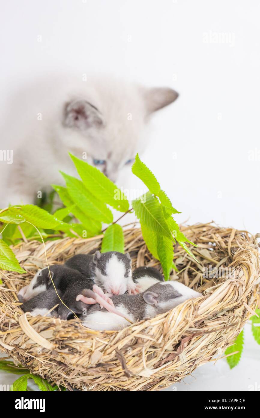 Ratti e un gatto. Nido vagante su sfondo bianco. Il gatto ha trovato un mouse dietro un ramo verde. Simbolo del 2020. Calendario cinese. Oroscopo asiatico Foto Stock
