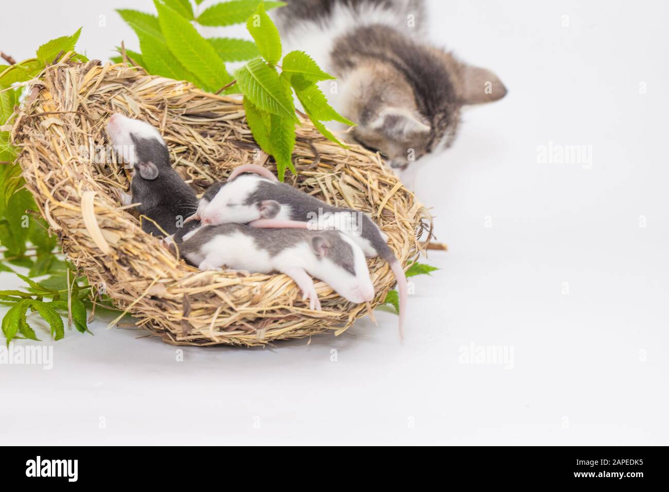 Ratti e un gatto. Nido vagante su sfondo bianco. Il gatto ha trovato un mouse dietro un ramo verde. Simbolo del 2020. Calendario cinese. Oroscopo asiatico Foto Stock