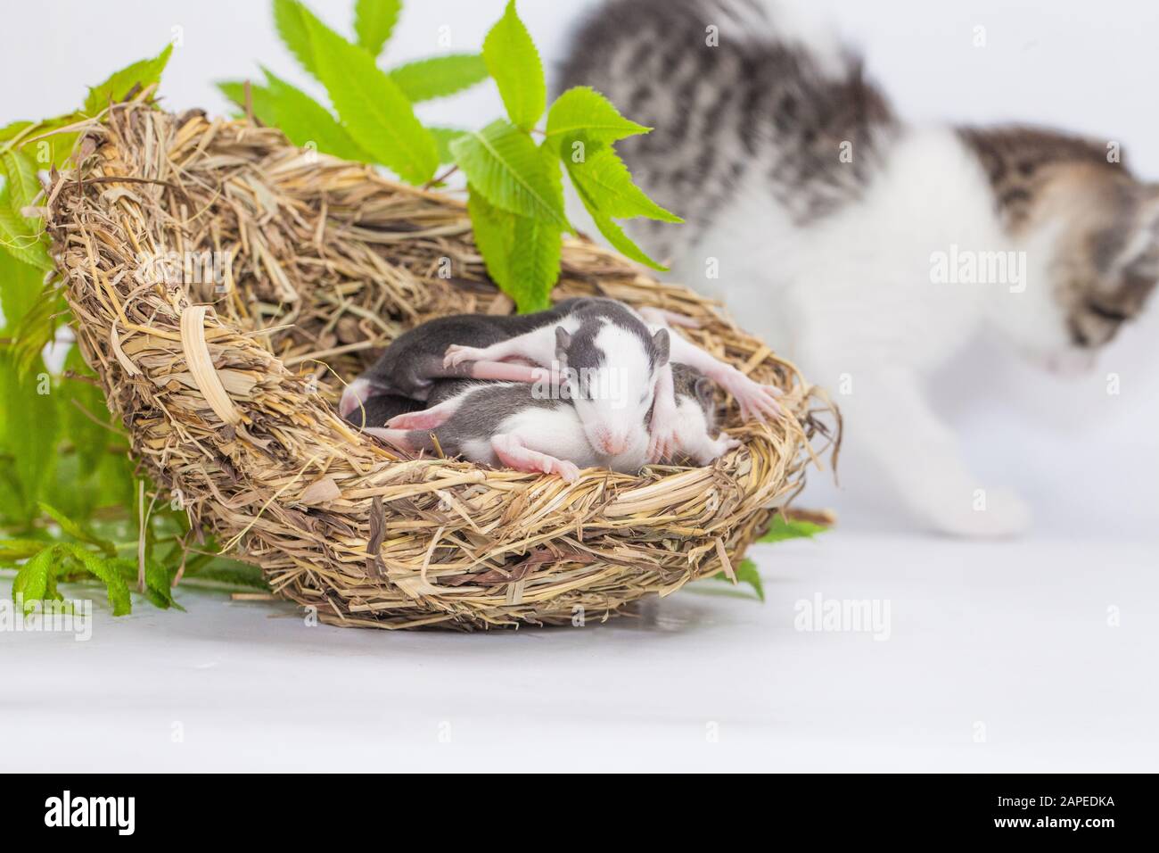 Ratti e un gatto. Nido vagante su sfondo bianco. Il gatto ha trovato un mouse dietro un ramo verde. Simbolo del 2020. Calendario cinese. Oroscopo asiatico Foto Stock