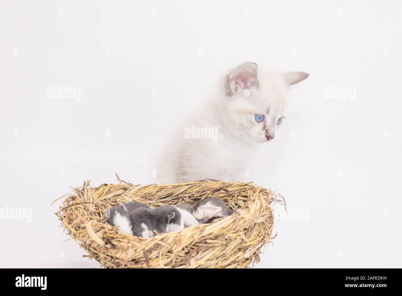 Ratti e un gatto. Nido vagante su sfondo bianco. Il gatto ha trovato un mouse. Simbolo del 2020. Calendario cinese. Oroscopo asiatico Foto Stock