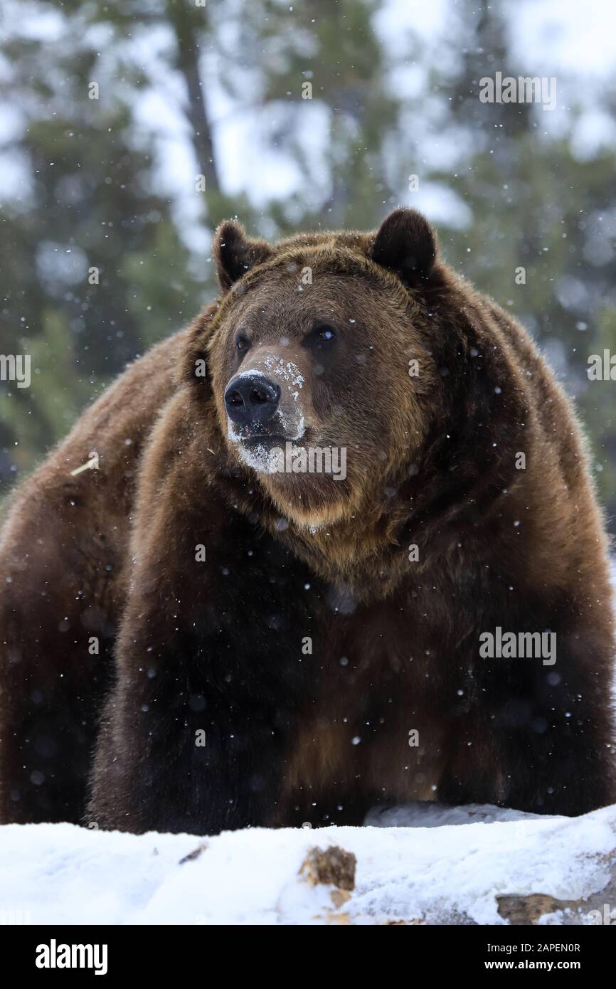 Orso Grizzly in inverno a Yellowstone Foto Stock