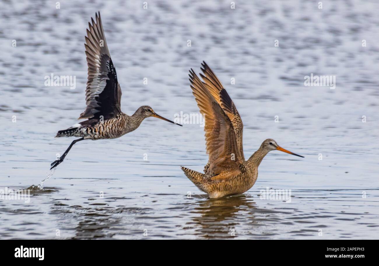 Un colpo estremamente raro di un godwit marmorizzato (mimosa fedoa) vicino ad un godwit Hudsonian (mimosa emastica) in buona luce, prendendo il volo dall'acqua. Foto Stock