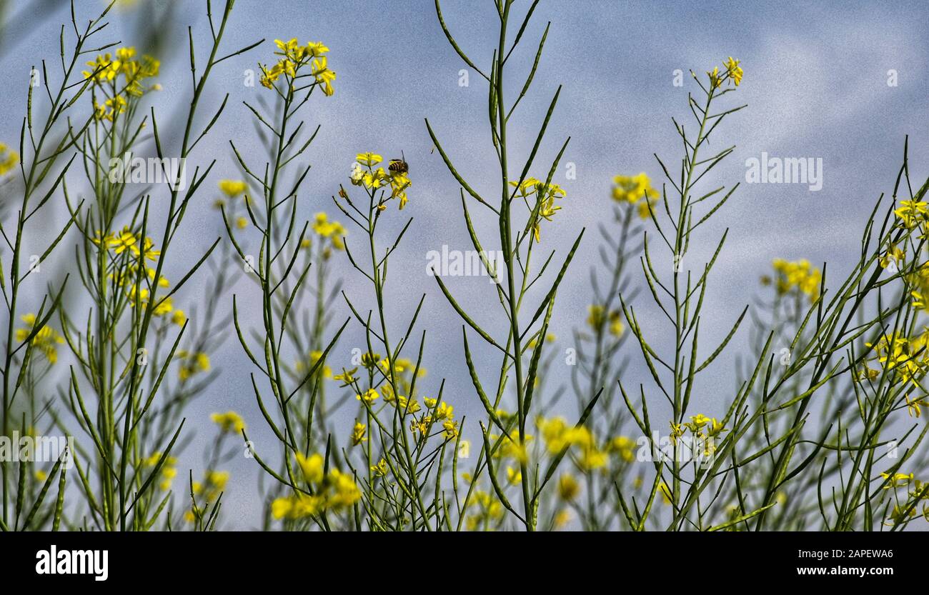Il gruppo di fiori gialli poco sfocati e pods di senape con cielo blu stanno migliorando la bellezza della natura. Foto Stock