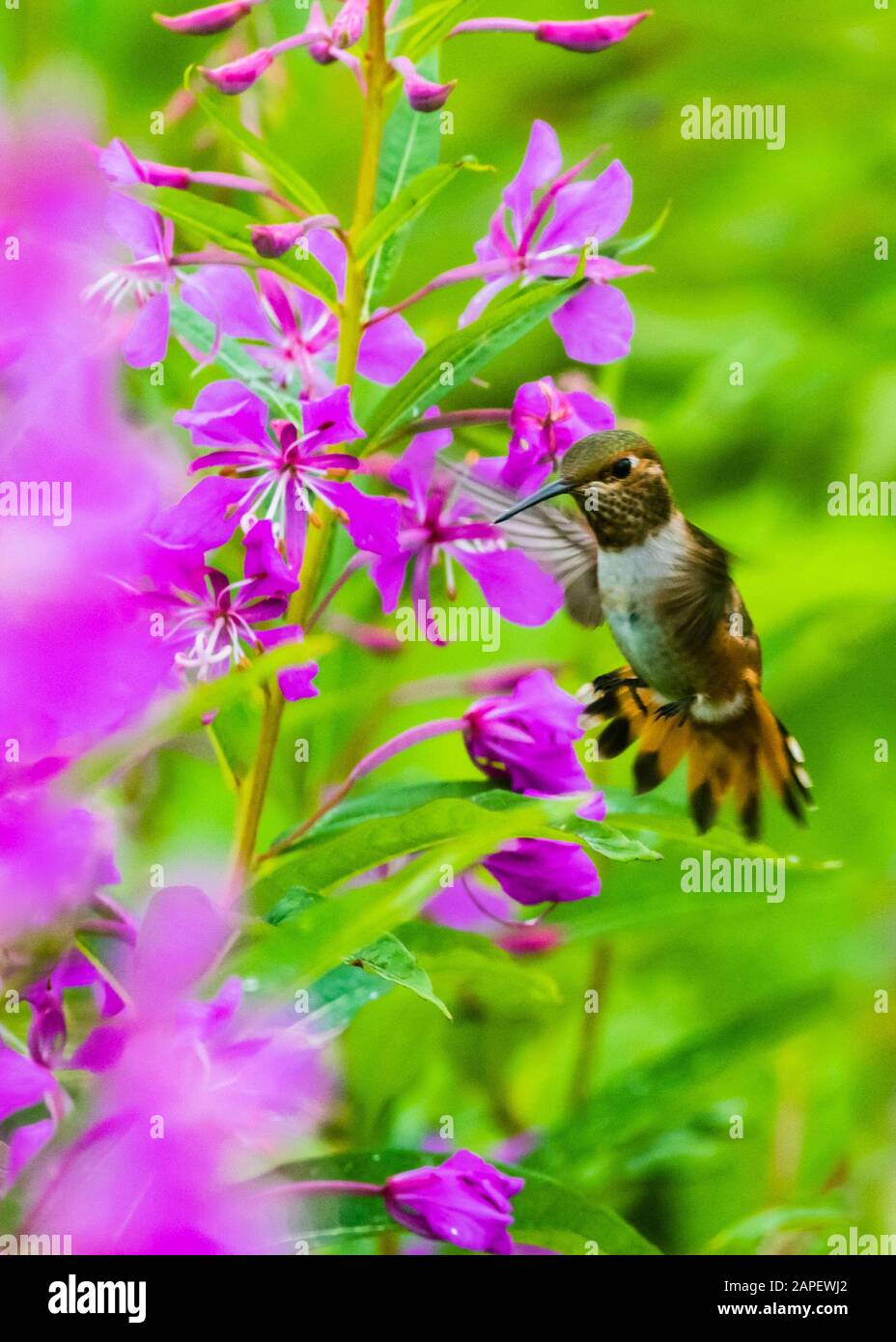 Molti visitatori sono scioccati per imparare che abbiamo almeno una, e più recentemente, due specie di colibrì che visitano l'Alaska ogni estate. Su più di o Foto Stock