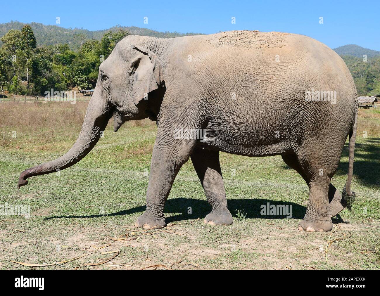 Primo piano di un elefante asiatico Foto Stock