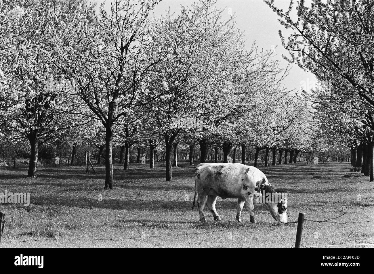 Alberi di mele in fiore Betuwe Data: 16 aprile 1981 Località: Betuwe Parole Chiave: APPELBORES Foto Stock