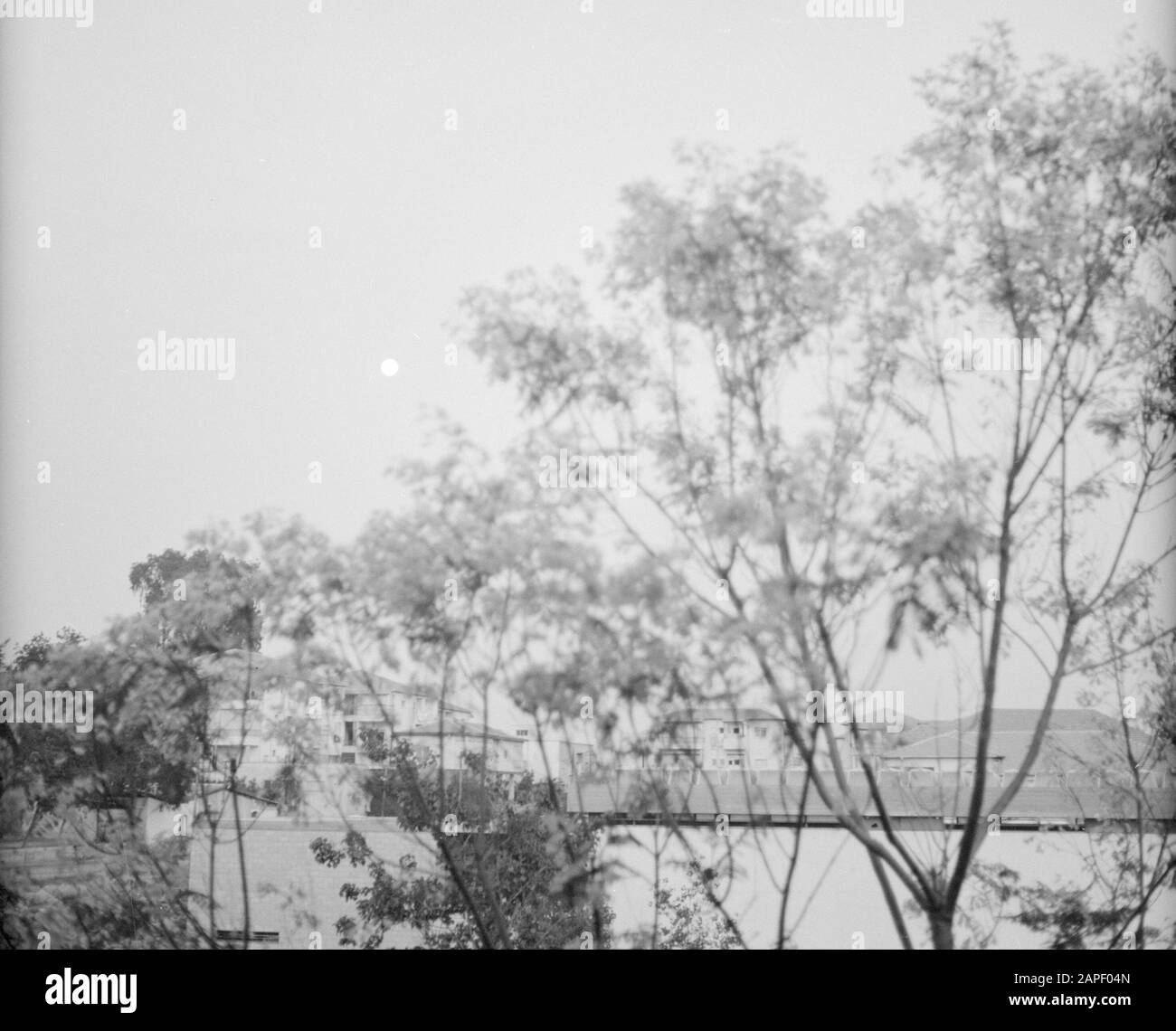 Alberi da fiore Data: 1 gennaio 1964 luogo: Israele Parole Chiave: Bloom, alberi Foto Stock