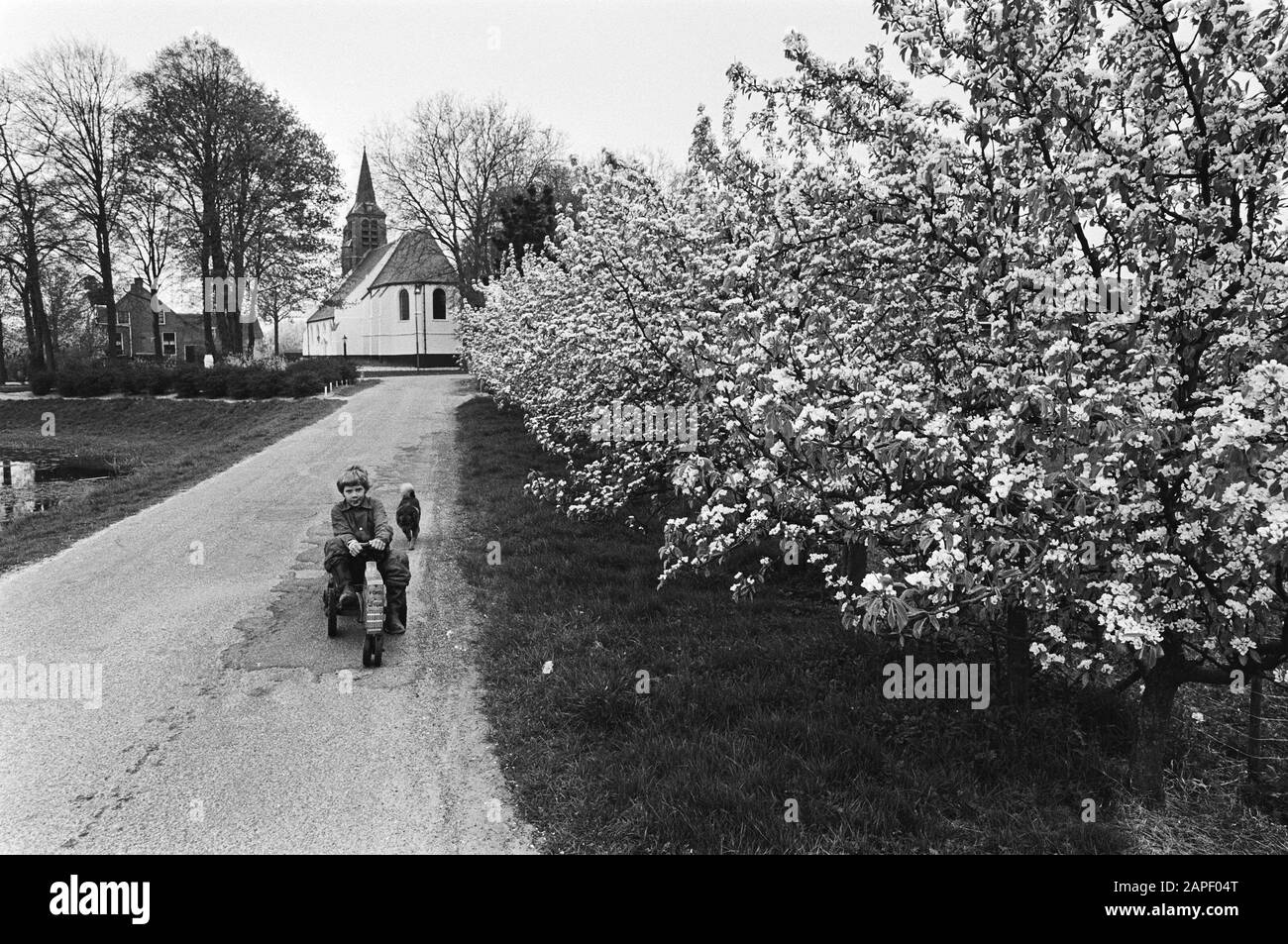Alberi di mele in fiore Betuwe Data: 16 aprile 1981 Località: Betuwe Parole Chiave: APPELBORES Foto Stock