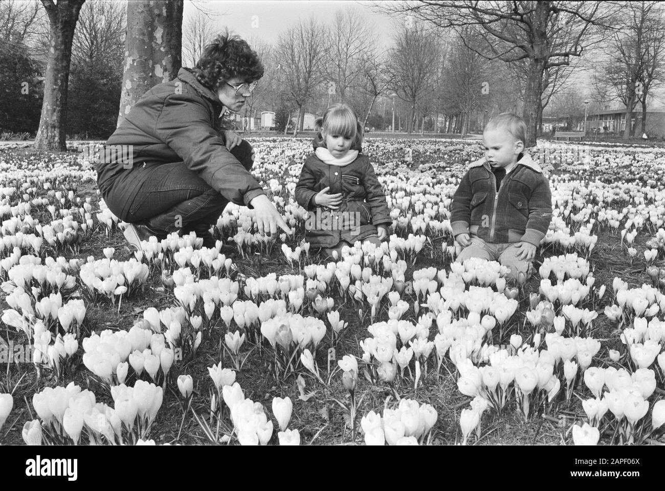 Crocks Flowering Data: 19 Marzo 1984 Parole Chiave: Krokiss Foto Stock