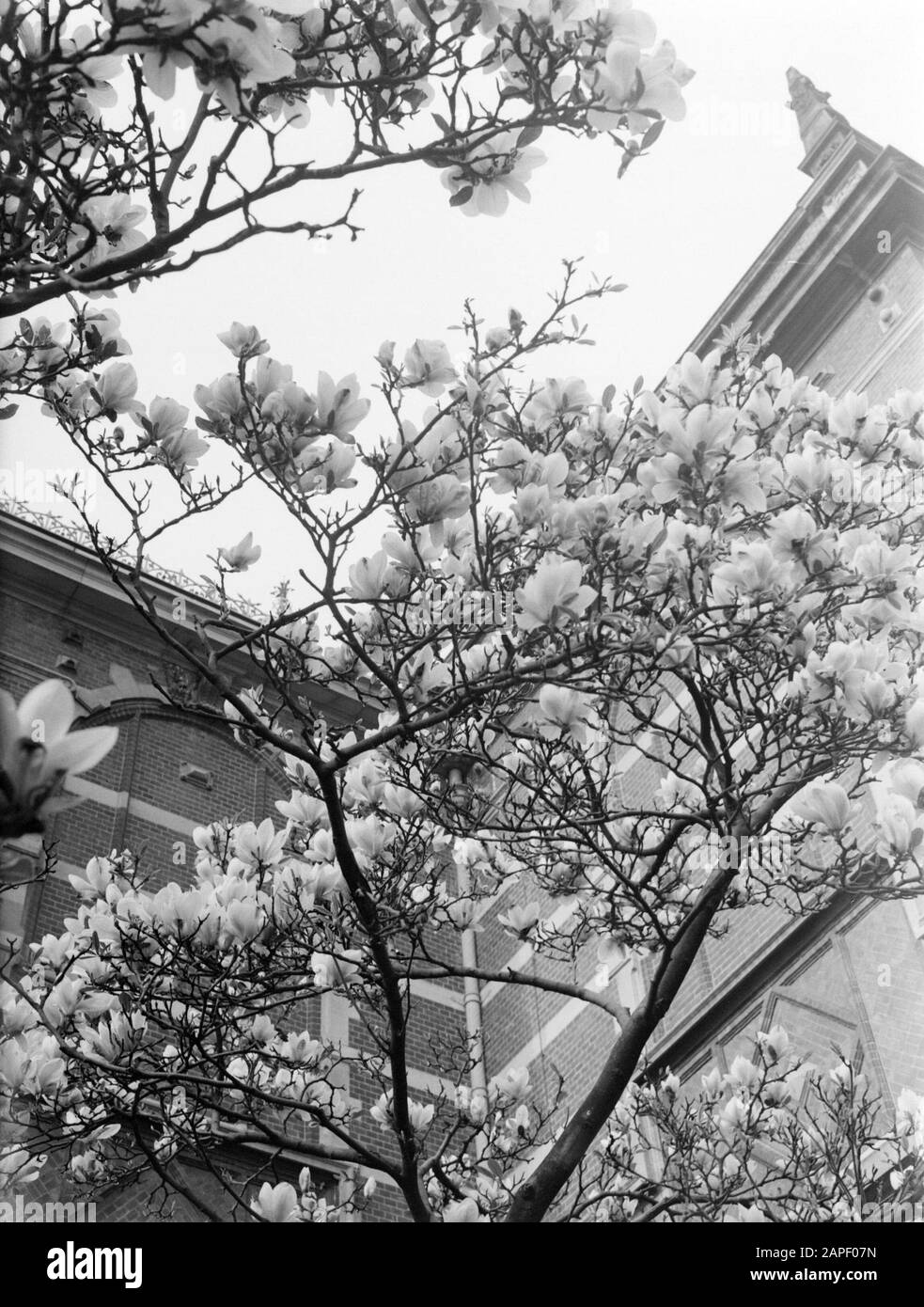 Reportage Amsterdam Descrizione: Flowering magnolia at the Stedelijk Museum Data: 1933 posizione: Amsterdam, Noord-Holland Parole Chiave: Fioritura, fiori Nome personale: Magnolia Nome istituto: Stedelijk Museum Foto Stock