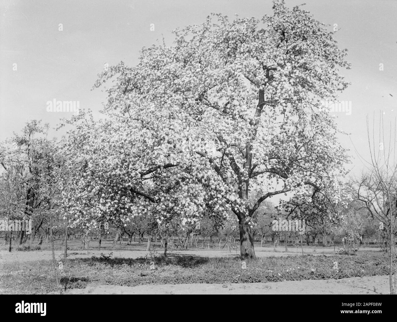 Albero di frutta in fiore nel Betuwe Data: 1932 posizione: Betuwe Parole Chiave: Fiori, frutteti, coltivazione di frutta, stelo alto, primavera Foto Stock