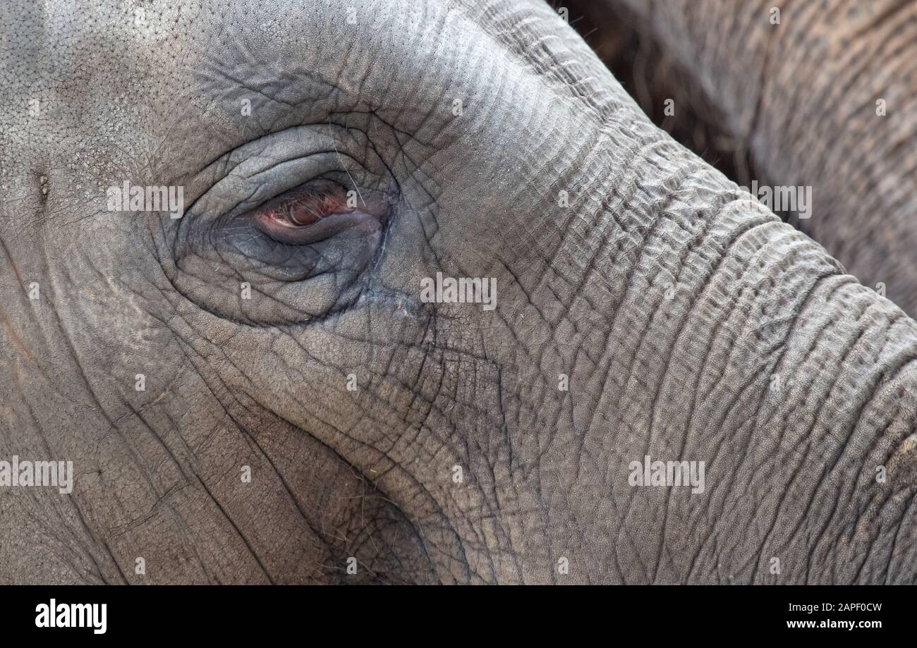 Close-up di un elefante asiatico, messa a fuoco selettiva sull'occhio Foto Stock