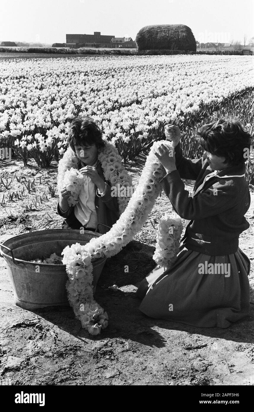 Campi di bulbi in fiore, con l'uomo e il potere di stringing ghirlande di fiori Data: 22 aprile 1963 Parole Chiave: Bob CAMPI, ghirlande Foto Stock