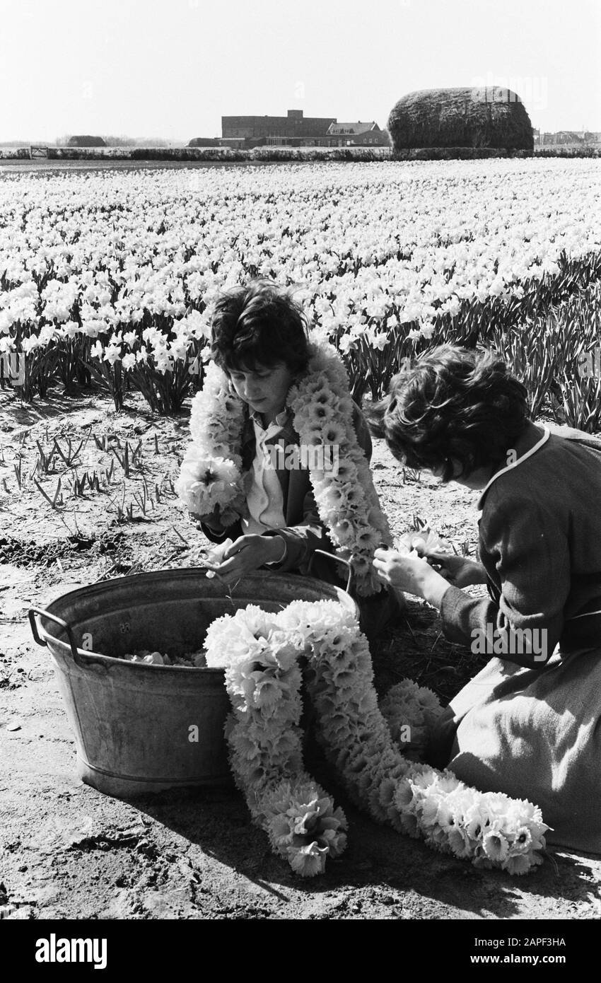 Campi di bulbi in fiore, con l'uomo e il potere di stringing ghirlande di fiori Data: 22 aprile 1963 Parole Chiave: Bob CAMPI, ghirlande Foto Stock