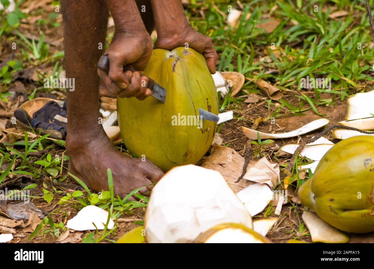 Zanzibar Tanzania 14/08/2010: Lavorazione e apertura della noce di cocco Foto Stock
