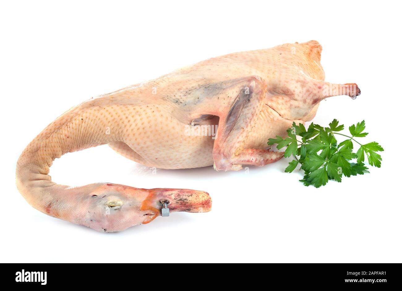 carne di anatra di fronte a sfondo bianco Foto Stock