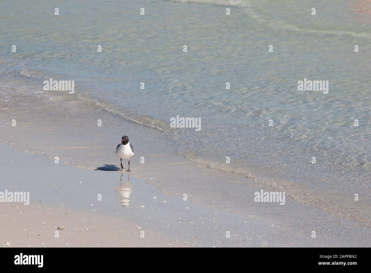 Spiaggia della Florida Foto Stock