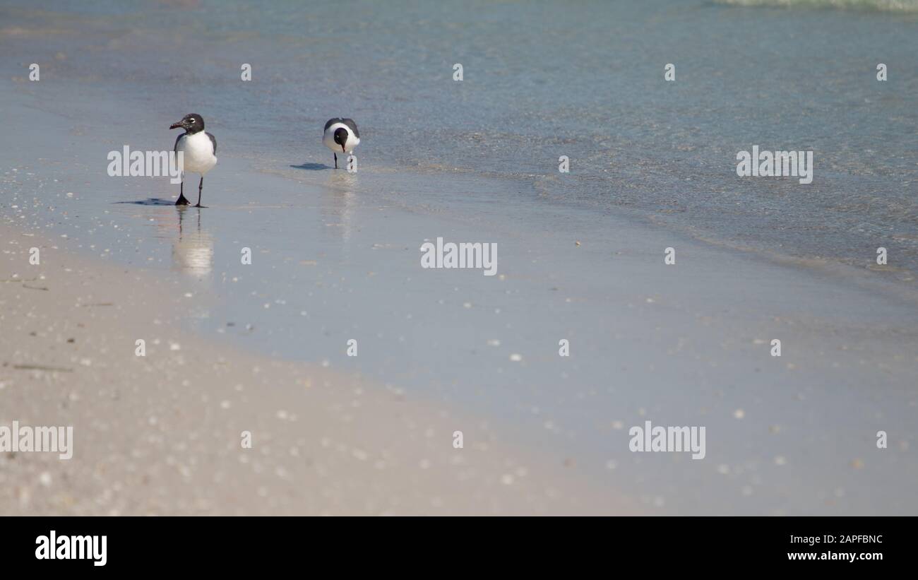 Spiaggia della Florida Foto Stock