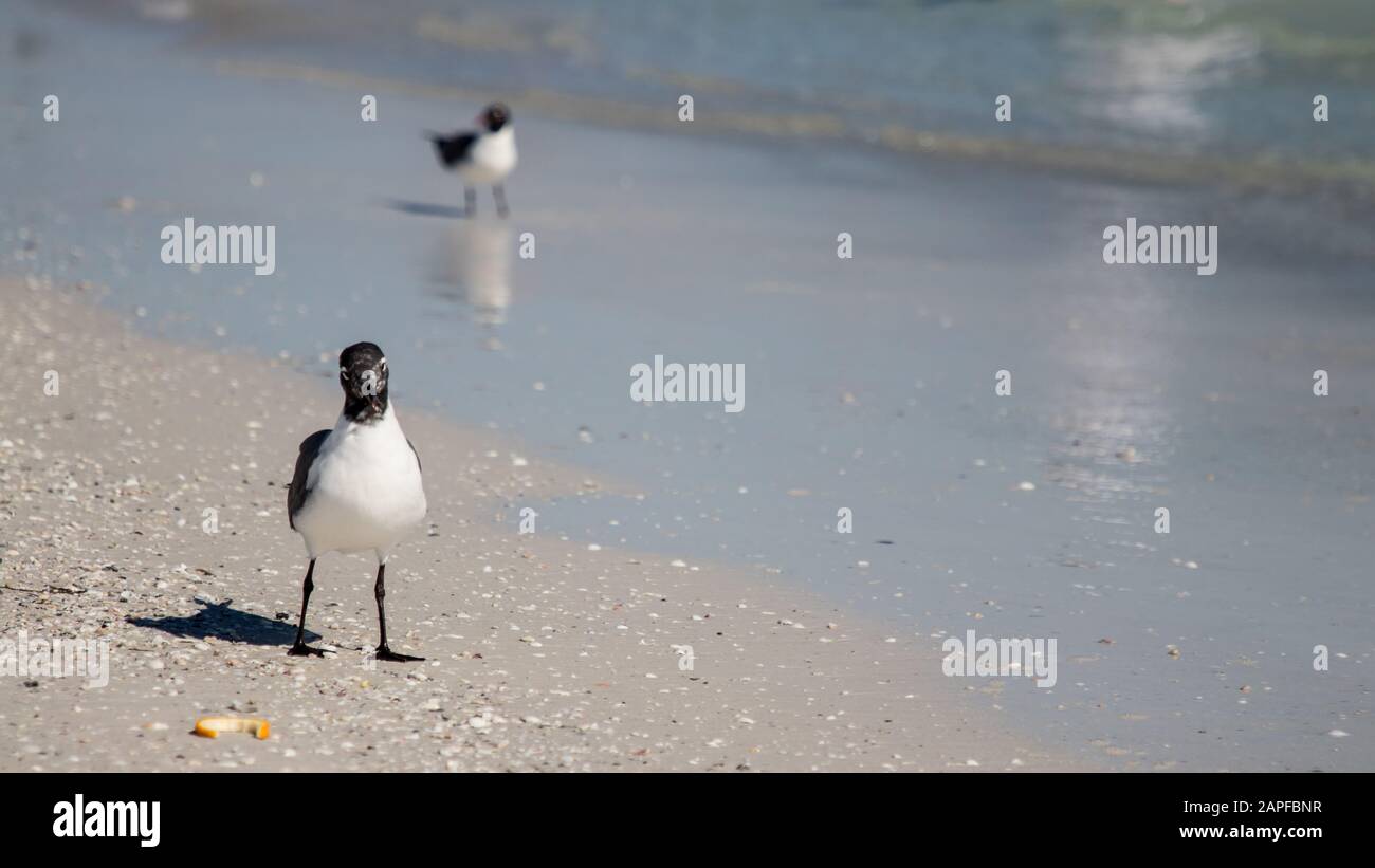 Spiaggia della Florida Foto Stock