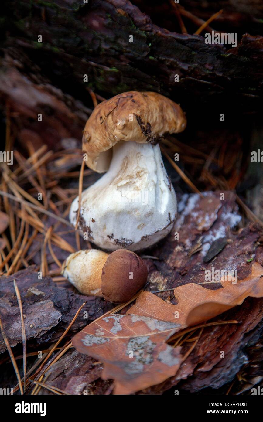 Boletus Edulis Mushroom (CEP, penny bun, porcino o porcini, di solito chiamato funghi porcini) e boletus badius, imleria badia o bay bolete su o Foto Stock