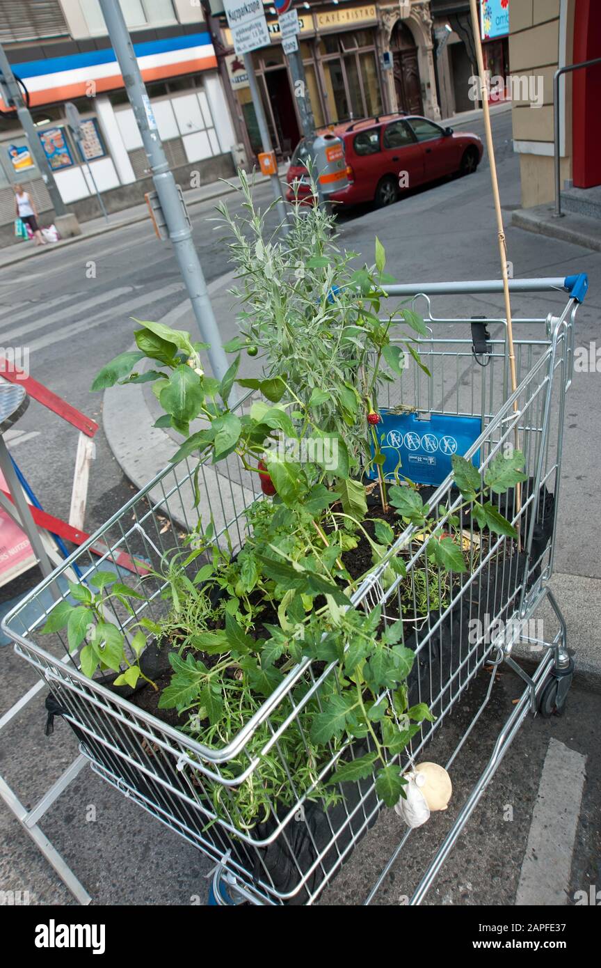 Guerrilla Gardening, giardinaggio urbano Foto Stock
