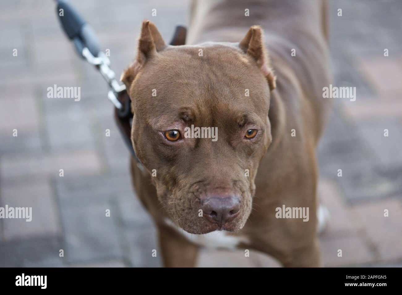 un cane (pitbull) mentre si cammina lungo la strada Foto Stock