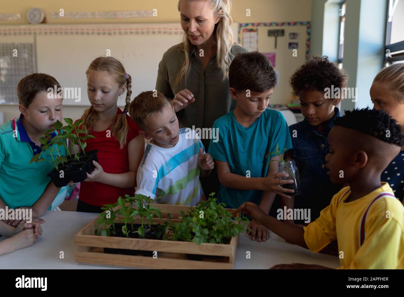 Insegnante femminile intorno ad una scatola di piante per una lezione di studio di natura in una scuola elementare classe Foto Stock