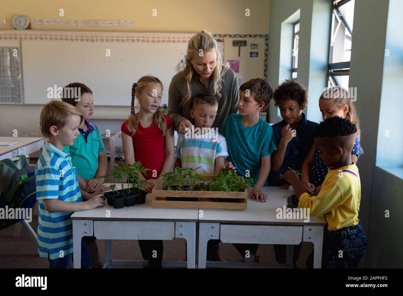 Insegnante femminile intorno ad una scatola di piante per una lezione di studio di natura in una scuola elementare classe Foto Stock